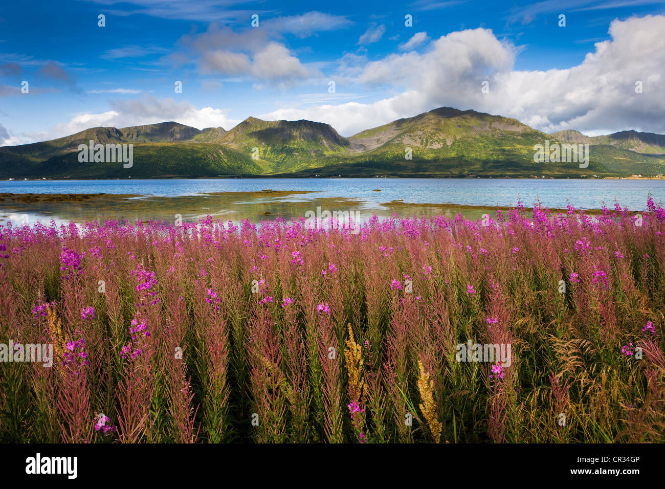 Willow herb, Risoysundet, island of Hinnøya Iinnasuolu, Vesteralen, Norway, Scandinavia, Europe Stock Photo