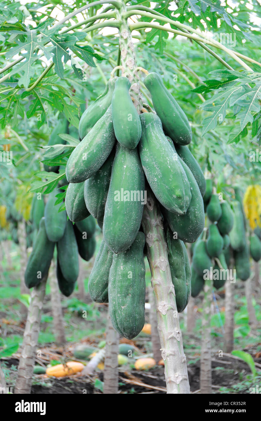 Papaya (Carica papaya) fruit on a papaya plantation, near San Juan del Sur, Nicaragua, Central America Stock Photo