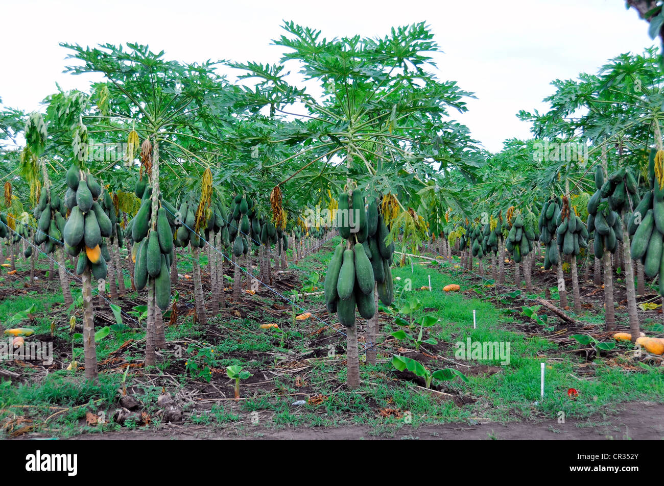 Papaya (Carica papaya) fruit on a papaya plantation, near San Juan del Sur, Nicaragua, Central America Stock Photo