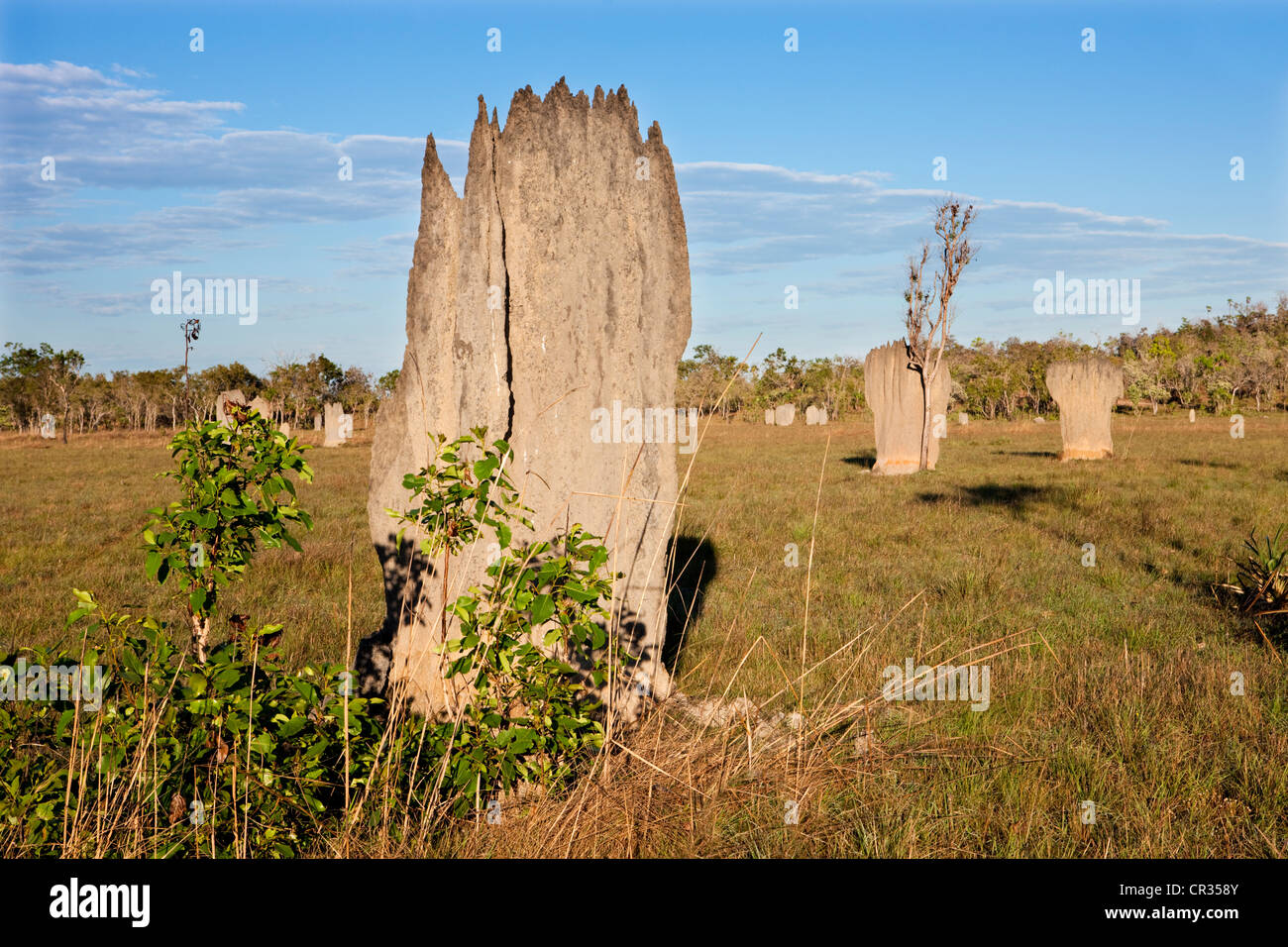 Compass or magnetic mounds built by Magnetic Termites (Amitermes meridionalis), Litchfield National Park, Northern Territory Stock Photo
