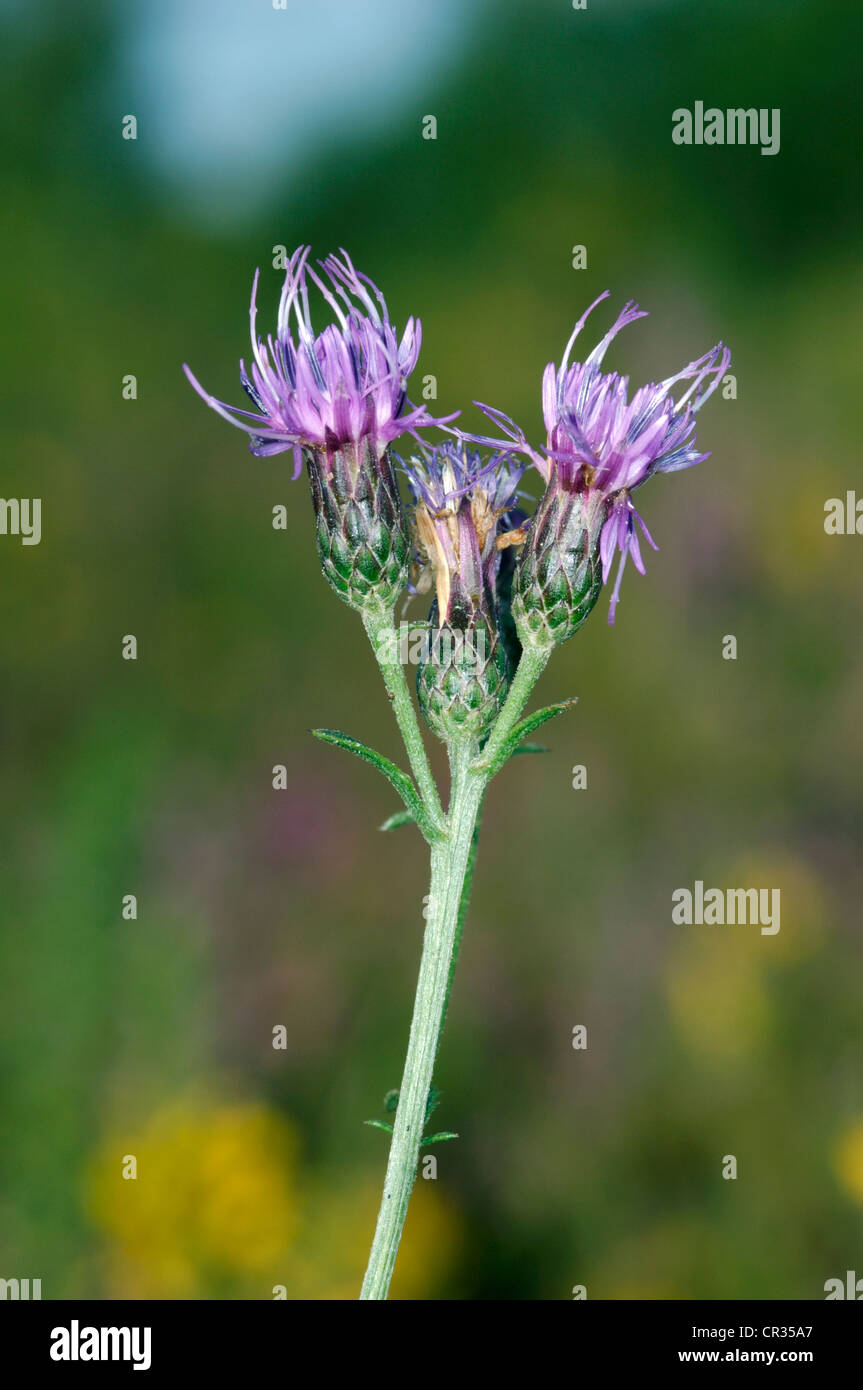 SAW-WORT Serratula tinctoria (Asteraceae) Stock Photo