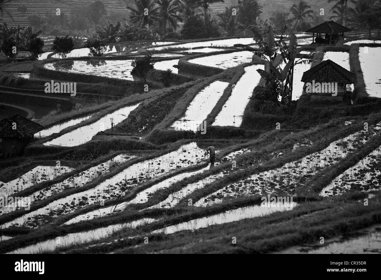 The rice terraces of Jatiluwih Stock Photo Alamy