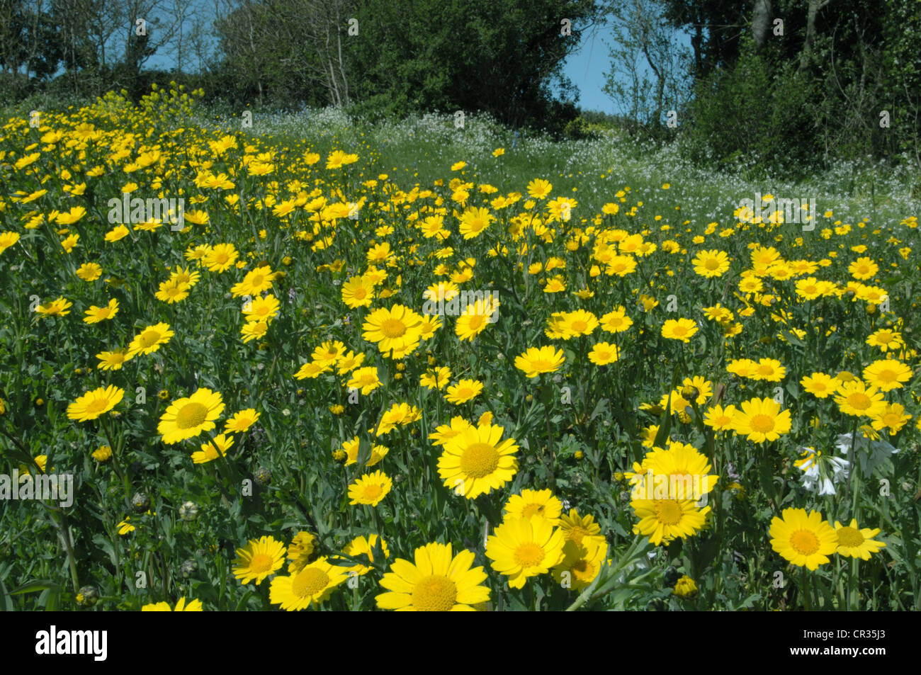 CORN MARIGOLD Chrysanthemum segetum (Asteraceae) Stock Photo