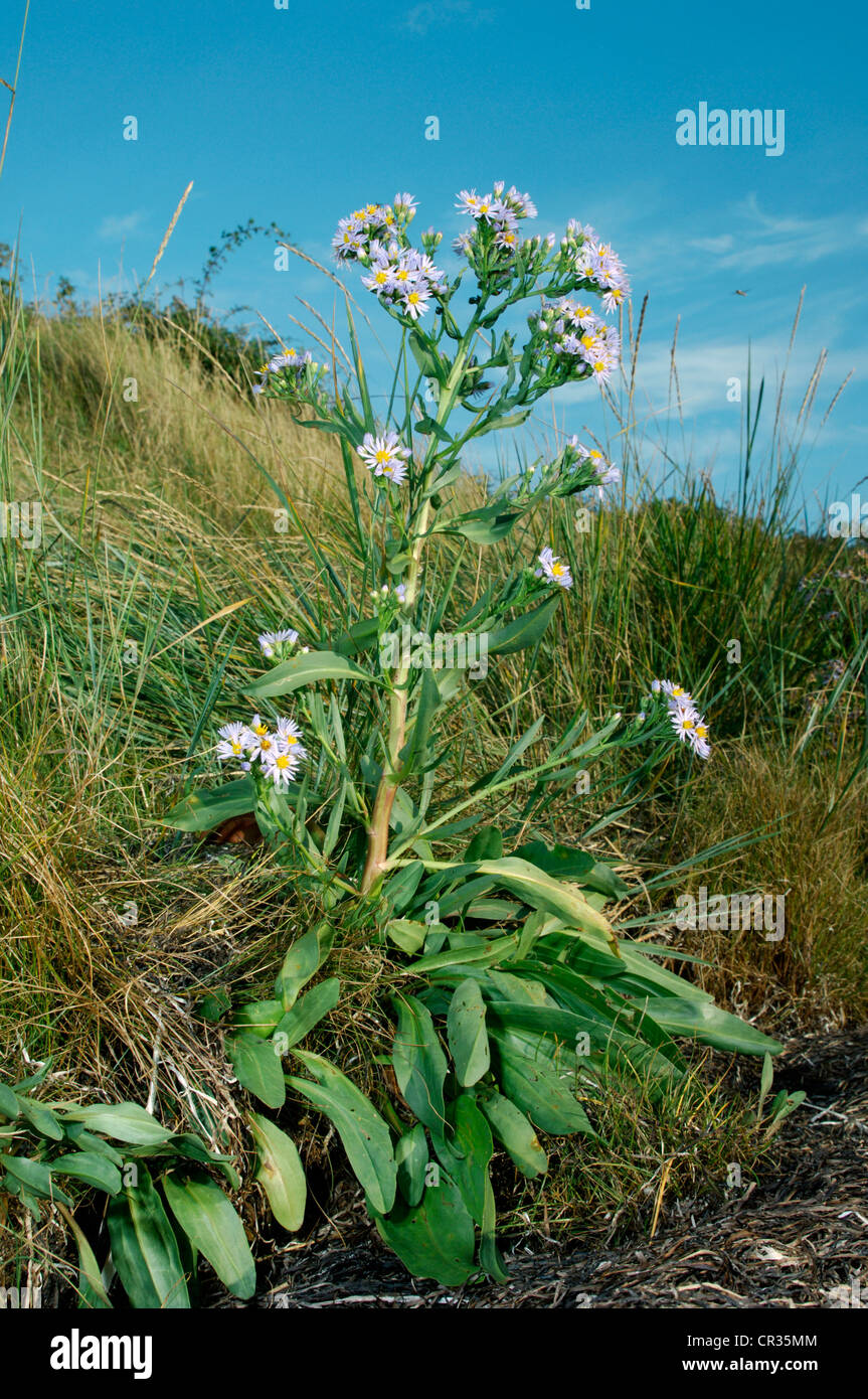 SEA ASTER Aster tripolium (Asteraceae) Stock Photo