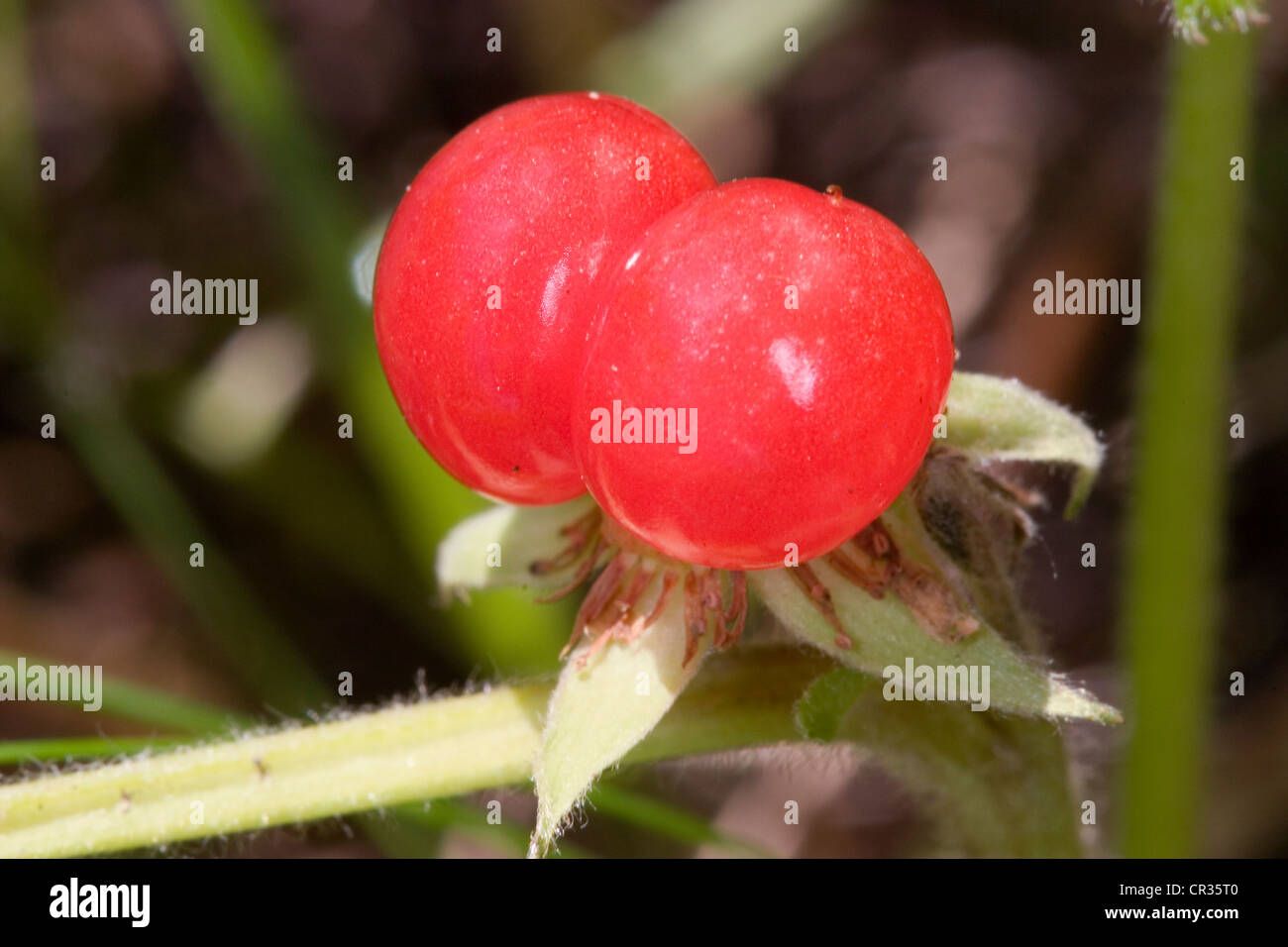 STONE BRAMBLE  FRUIT Rubus saxatilis (Rosaceae) Stock Photo