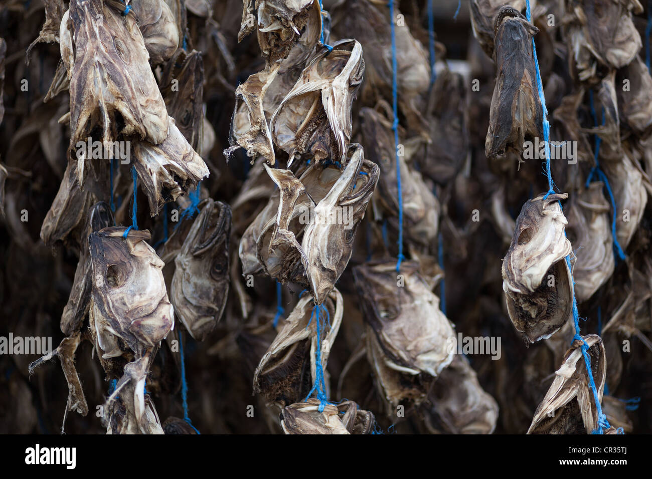 Icelandic Dry Fish Icelandic dried fish heads hi-res stock photography and images - Alamy