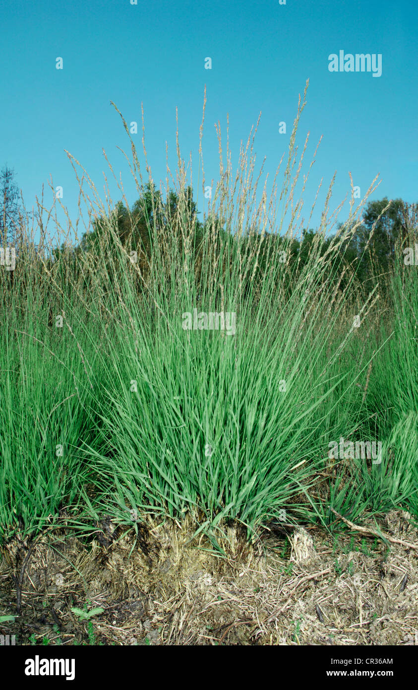 PURPLE MOOR-GRASS Molinia caerulea (Poaceae) Stock Photo