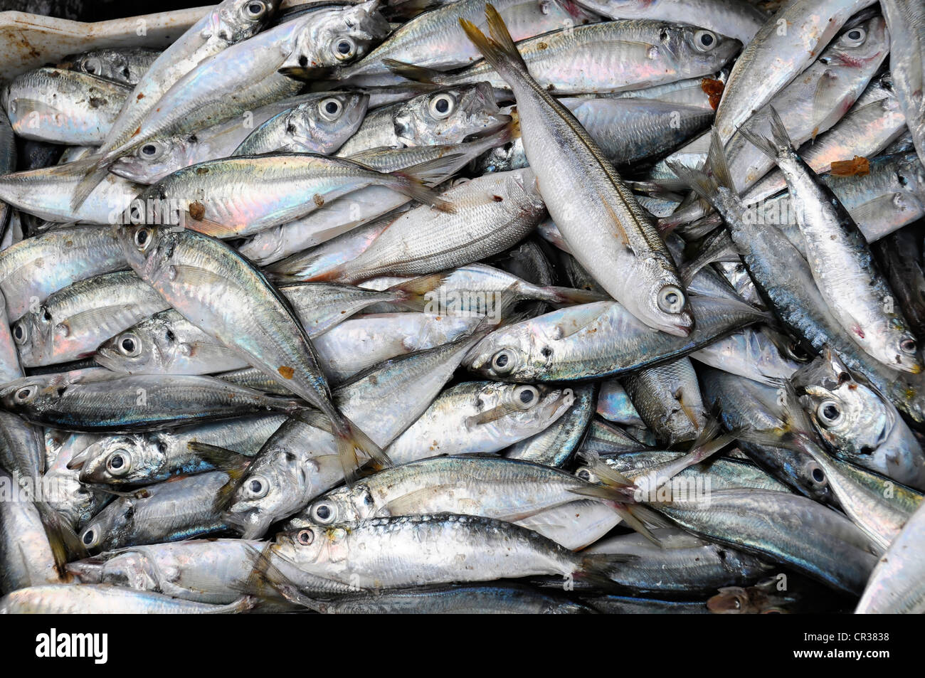 Caught sardines, fish market, port, Essaouira, Morocco, Africa Stock