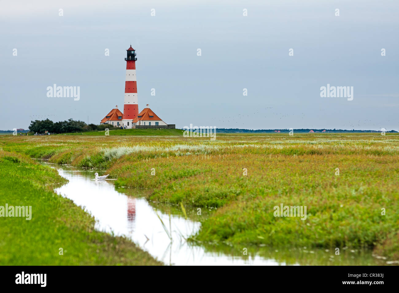 Salt marshes on the eiderstedt peninsula hi-res stock photography and ...