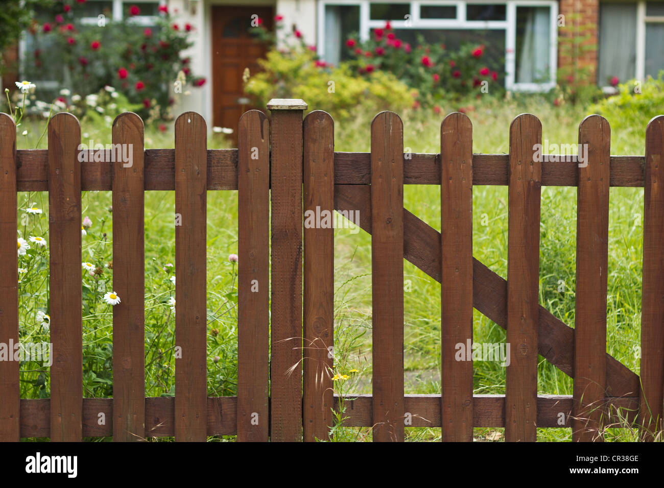 Overgrown front garden and new wooden fence Stock Photo
