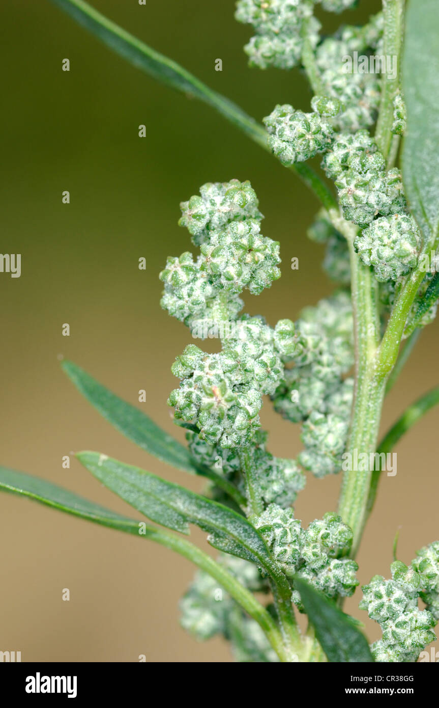 FAT-HEN Chenopodium album (Chenopodiaceae) Stock Photo