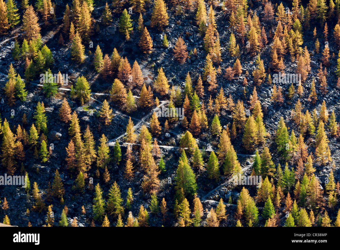 Autumnal larch and Swiss stone pine woods near Zermatt, below Gornergrat, Zermatt, Canton Valais, Switzerland, Europe Stock Photo