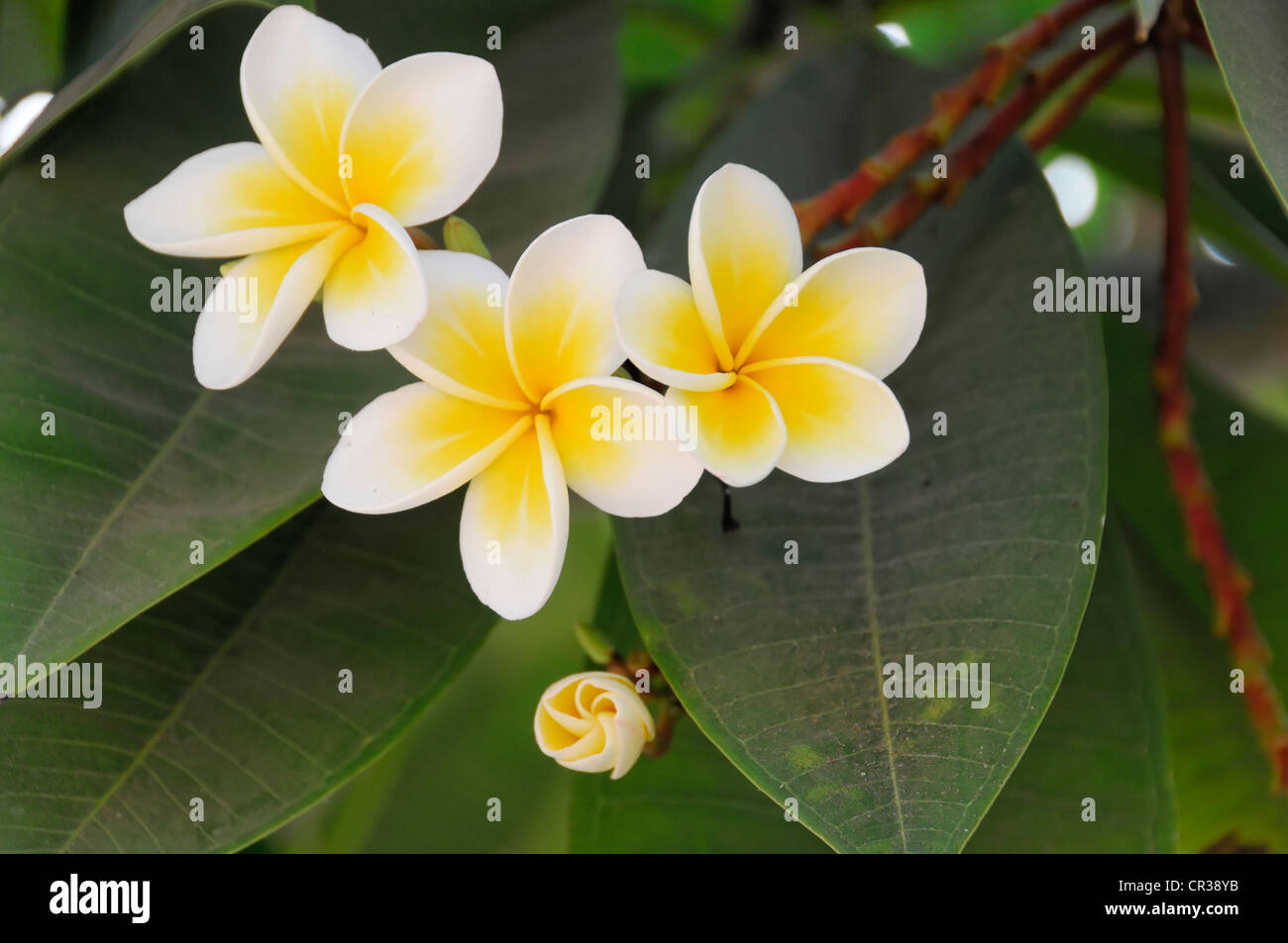 Flowers, Temple Tree or Frangipani (Plumeria rubra), Jaipur, Rajasthan