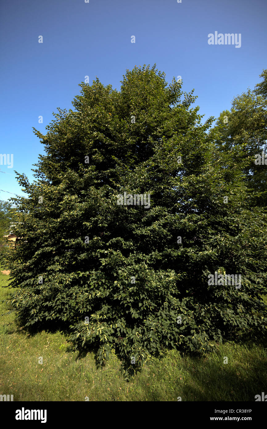 A well shaped, stately Linden tree, summer. Stock Photo