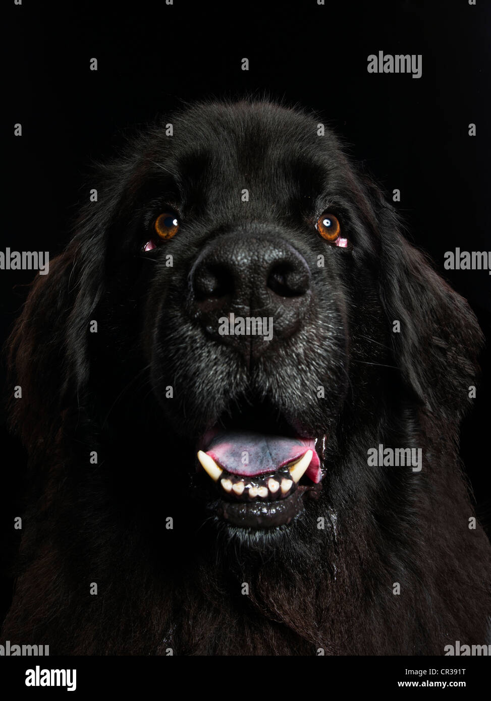 Newfoundland Dog portrait Stock Photo