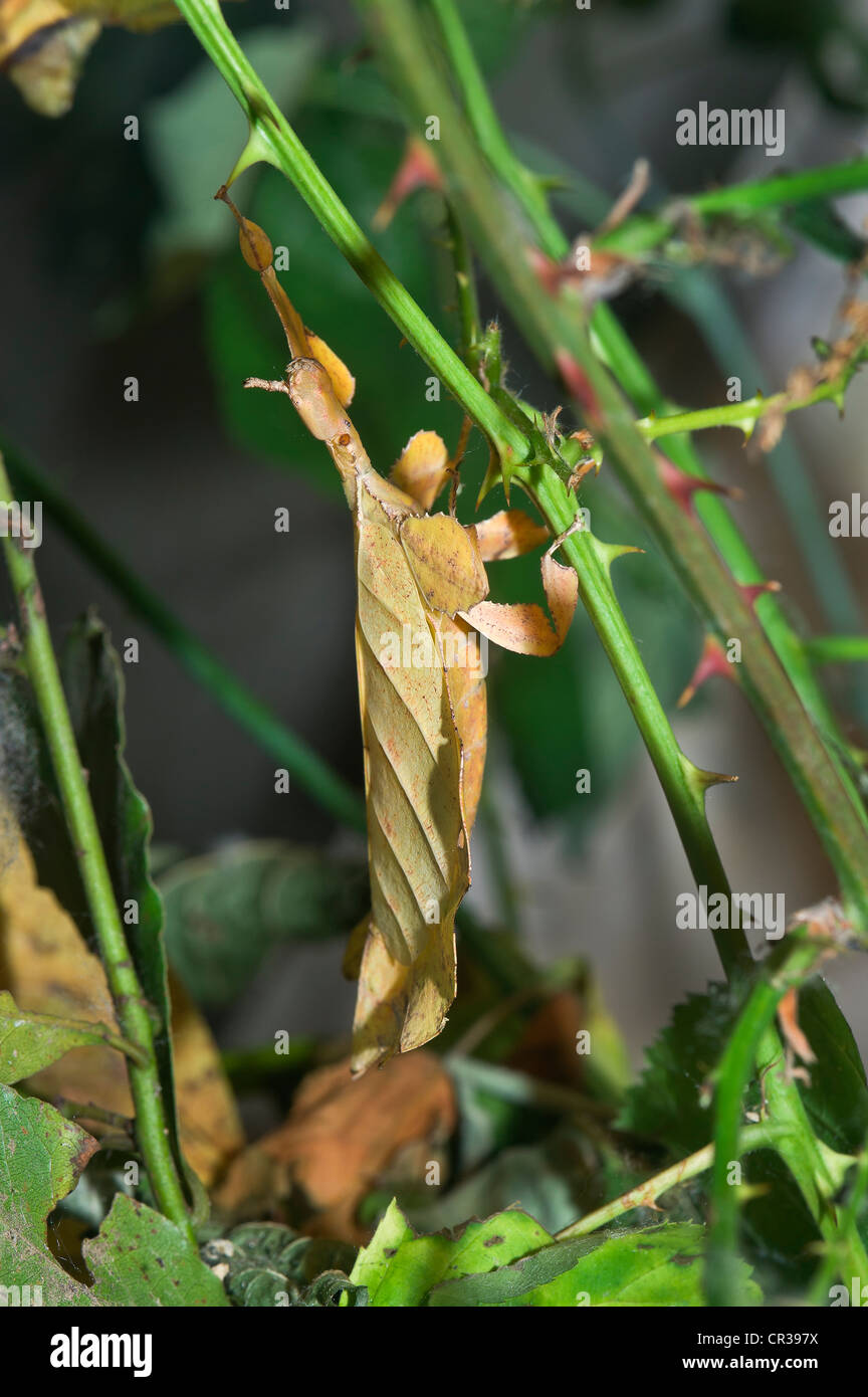 an insect like a leaf, Phyllium giganteum Stock Photo
