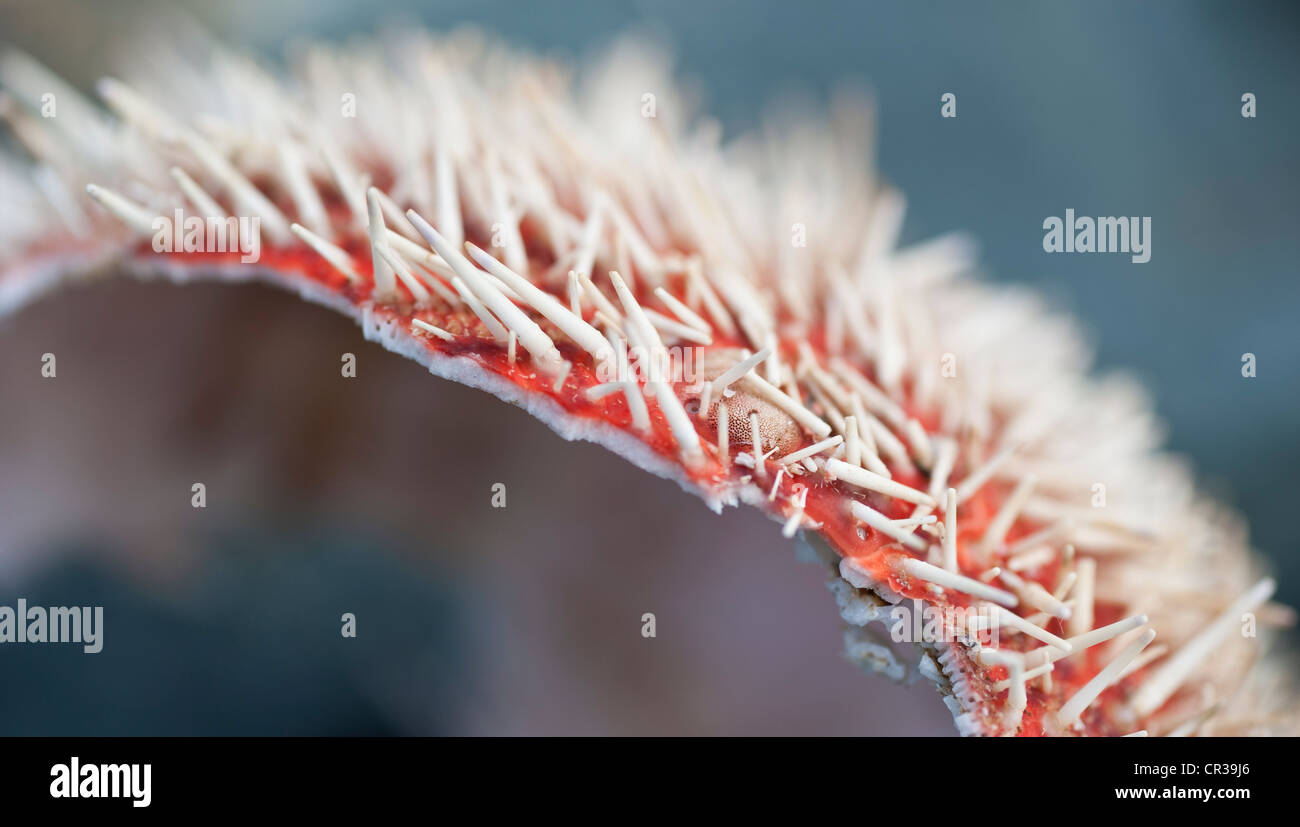 Macro photograph of the stings on a sea urchin Stock Photo
