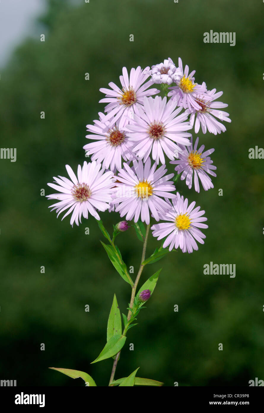 Michelmas Daisy Aster novi-belgii (Asteraceae) Stock Photo
