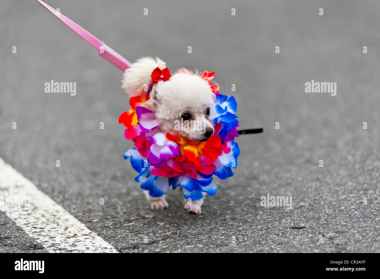 A Poodle dog, wearing a fancy costume, participates in the pet carnival  show at Copacabana beach in Rio de Janeiro, Brazil Stock Photo - Alamy