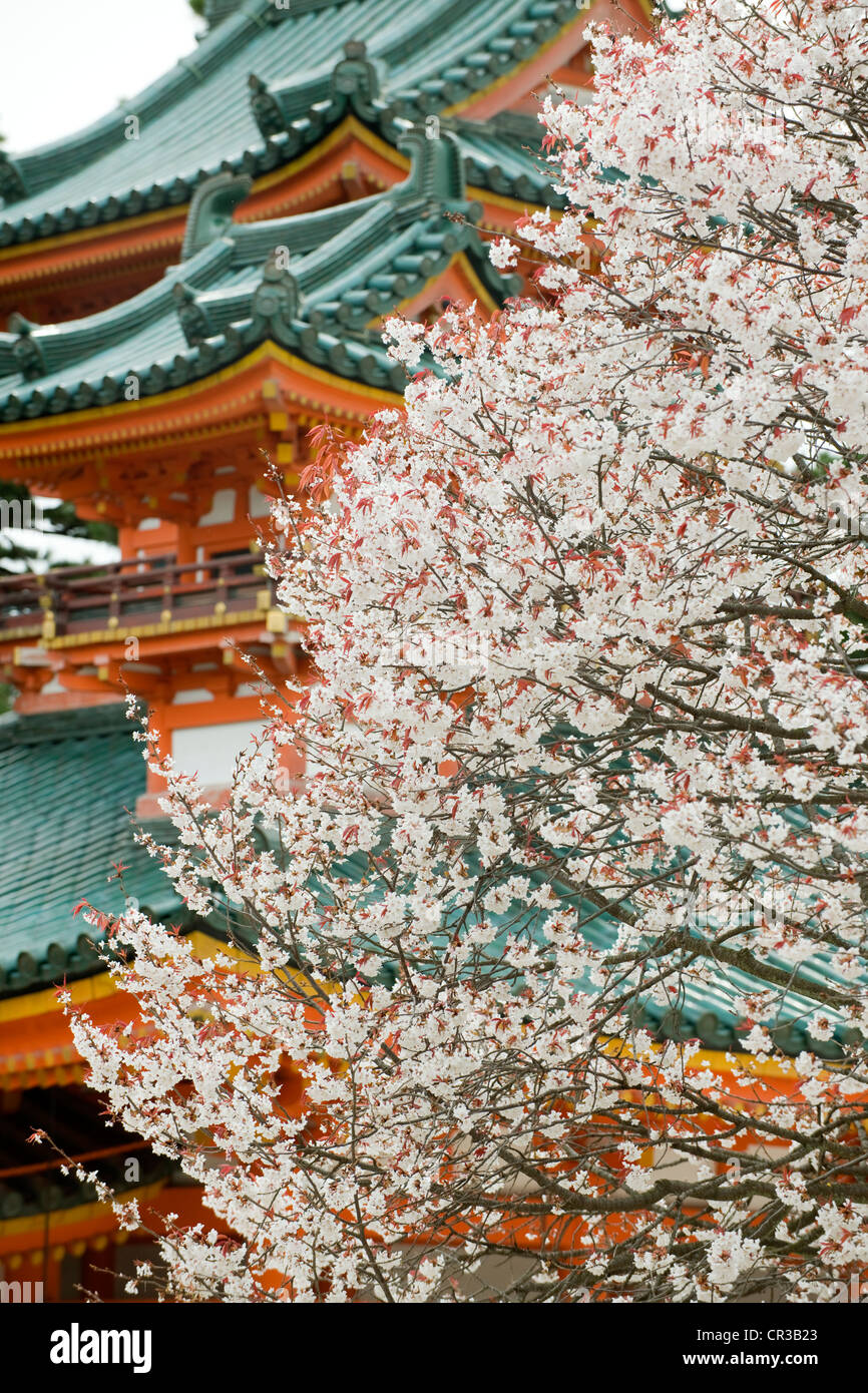 Japan, Honshu Island, Kinki Region, city of Kyoto, Heian Jinju Shrine Temple, blooming cherry trees (sakura in Japanese) Stock Photo