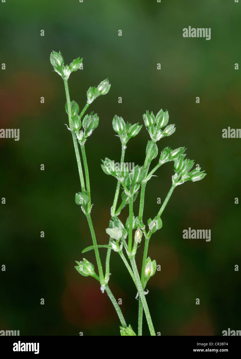 FOUR-LEAVED ALLSEED Polycarpon tetraphyllum Stock Photo