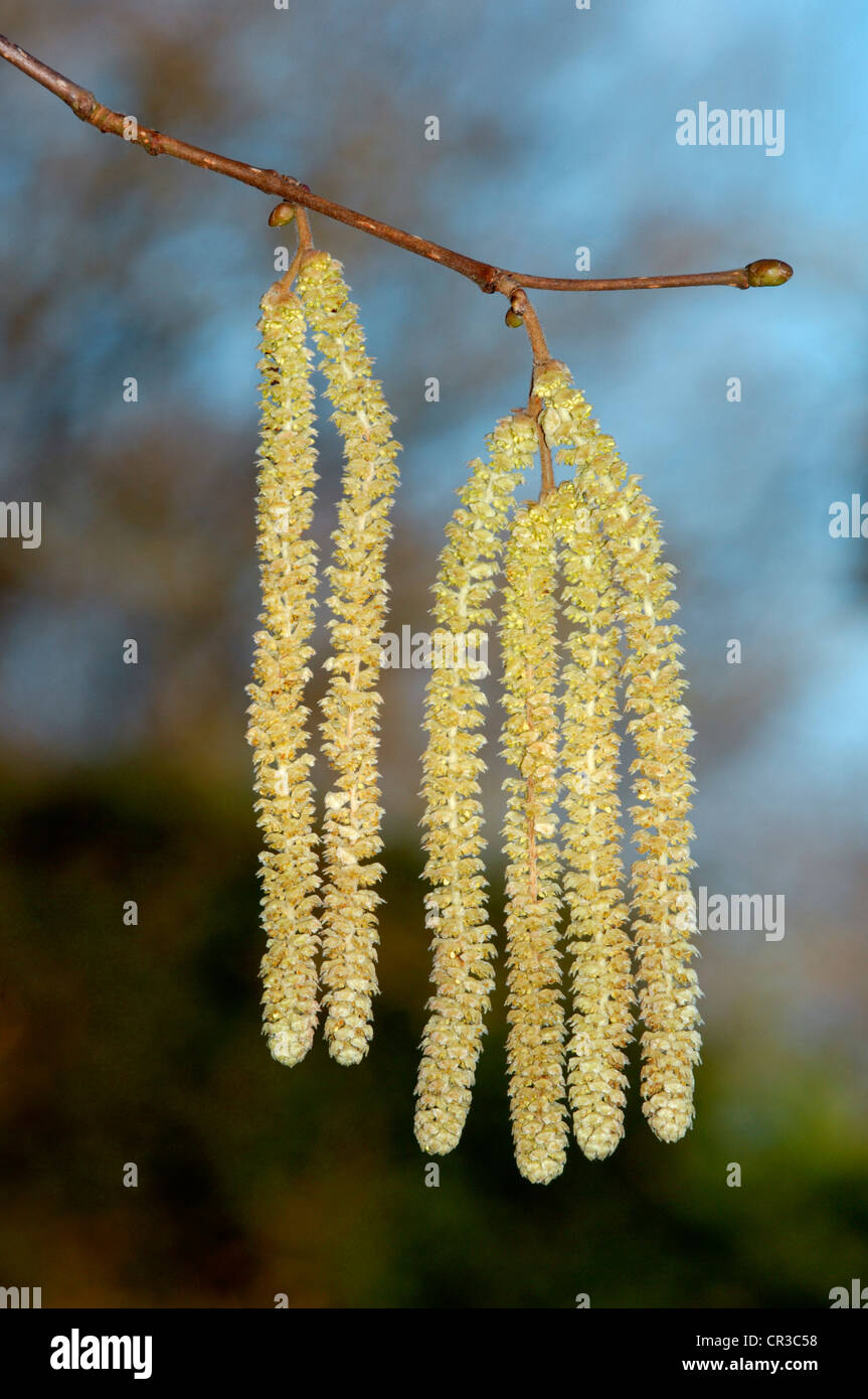 HAZEL Corylus avellana (Betulaceae) Stock Photo