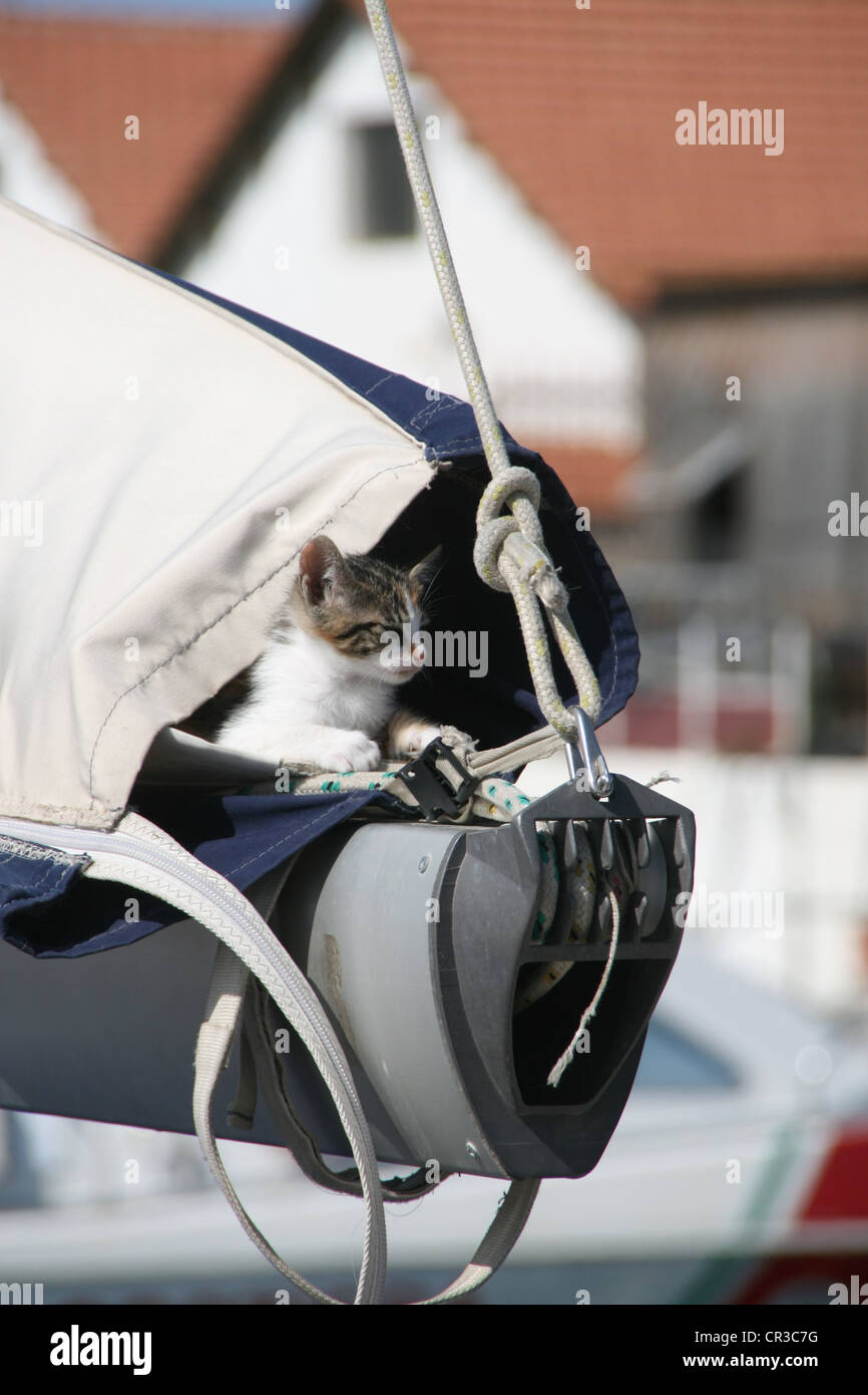 kitten on yacht mast rigging in port in palermo sicily Stock Photo - Alamy