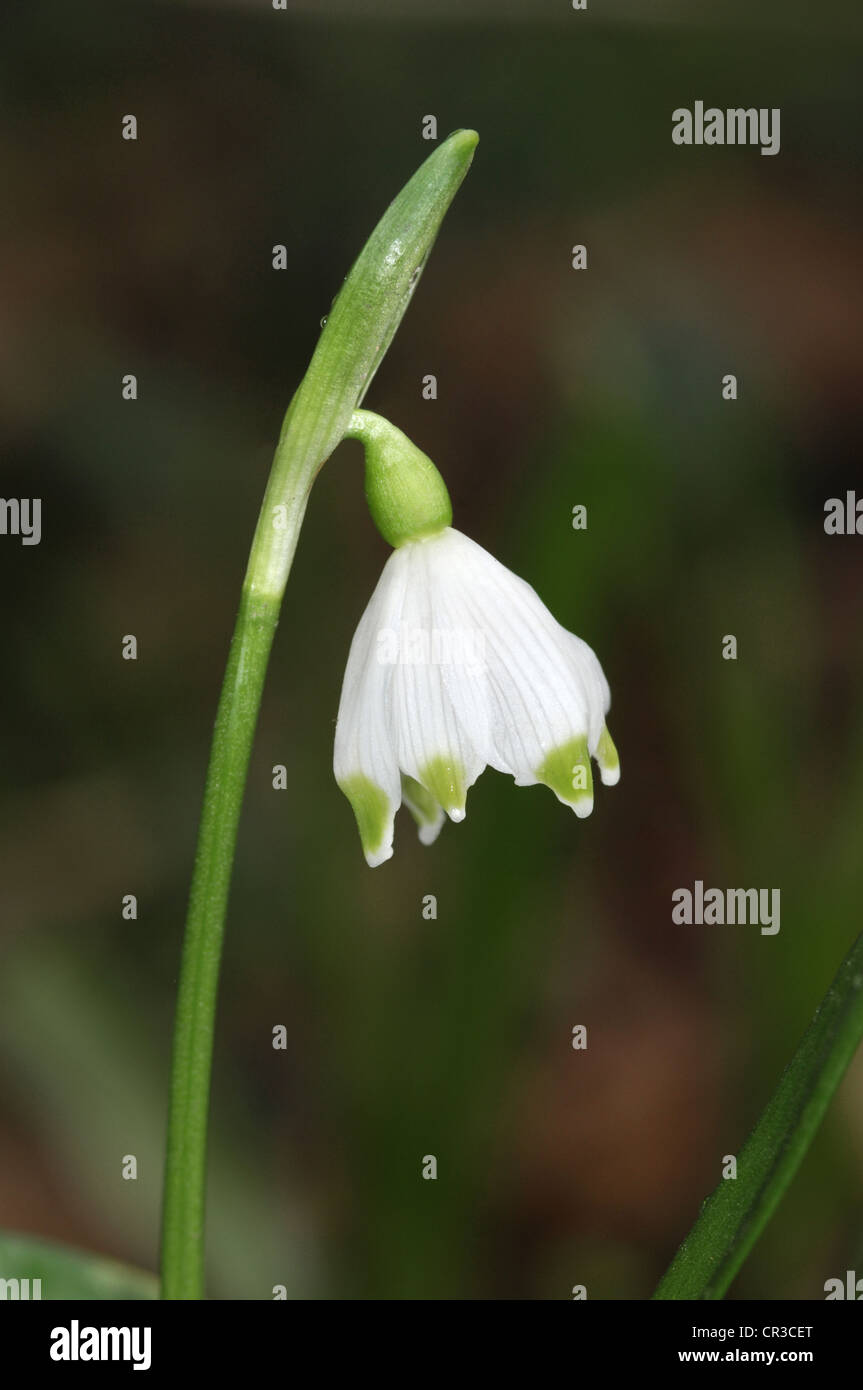 SPRING SNOWFLAKE Leucojum vernum Stock Photo - Alamy