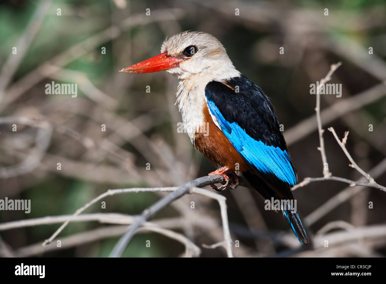 Kenya, Meru National Park, Grey-headed Kingfisher (Halcyon leucocephala ...