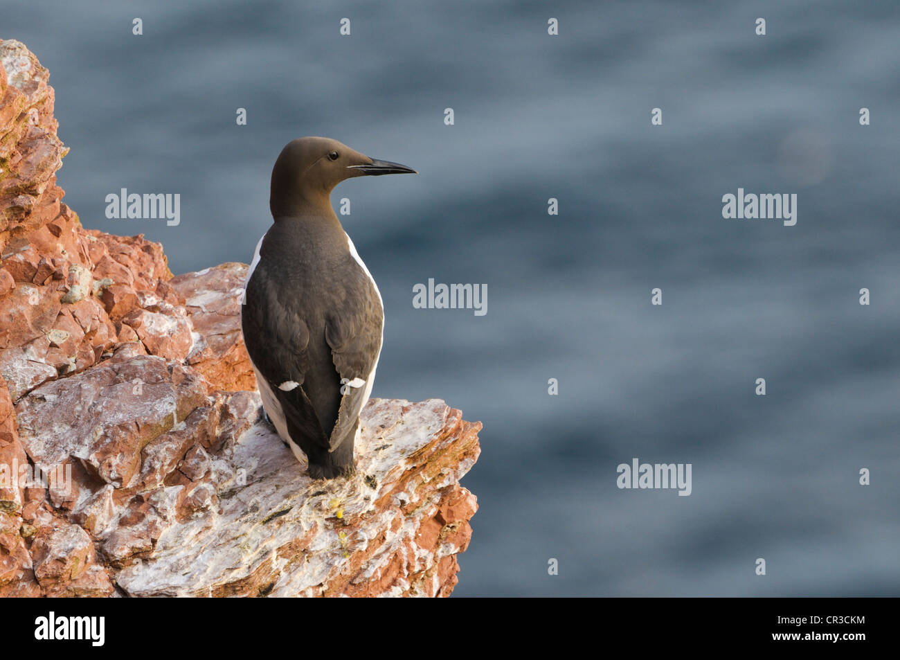 Common Murre or Common Guillemot (Uria aalge), Helgoland, Schleswig-Holstein, Germany, Europe Stock Photo
