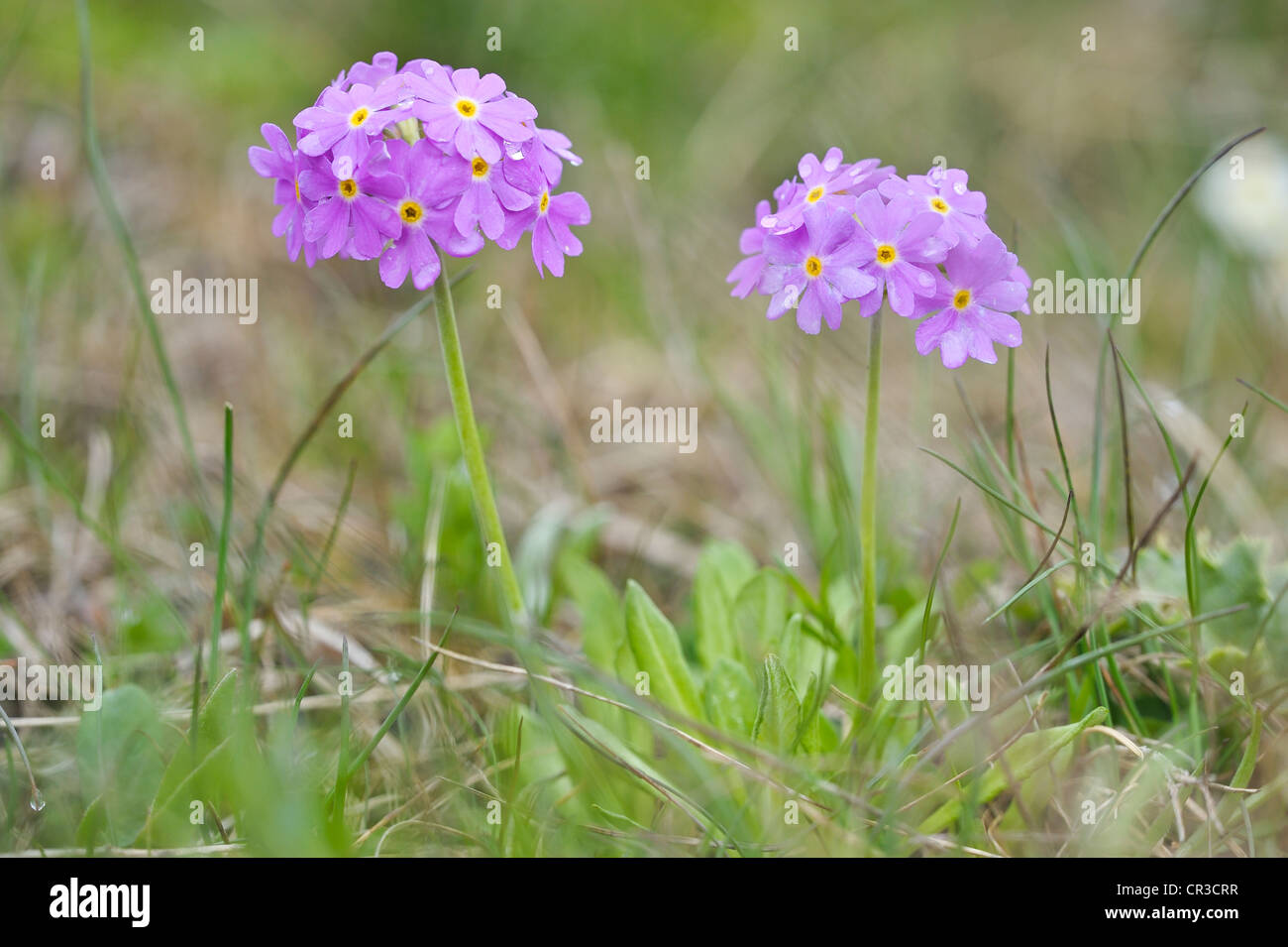Bird's-eye primroses (Primula farinosa), Nationalpark Hohe Tauern national park, Austria, Europe Stock Photo