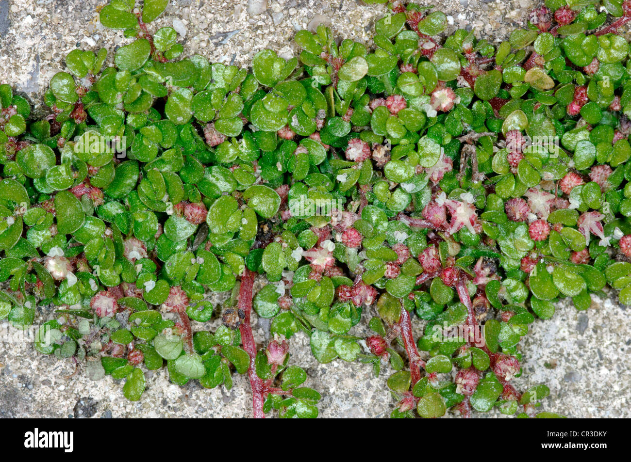 MIND-YOUR-OWN-BUSINESS Soleirolia soleirolii (Urticaceae) Stock Photo