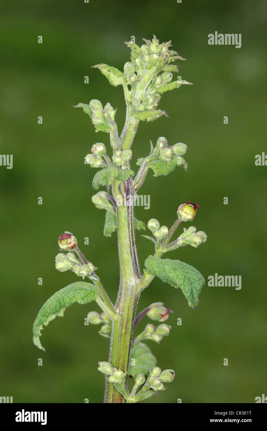 Balm leaved figwort hi-res stock photography and images - Alamy