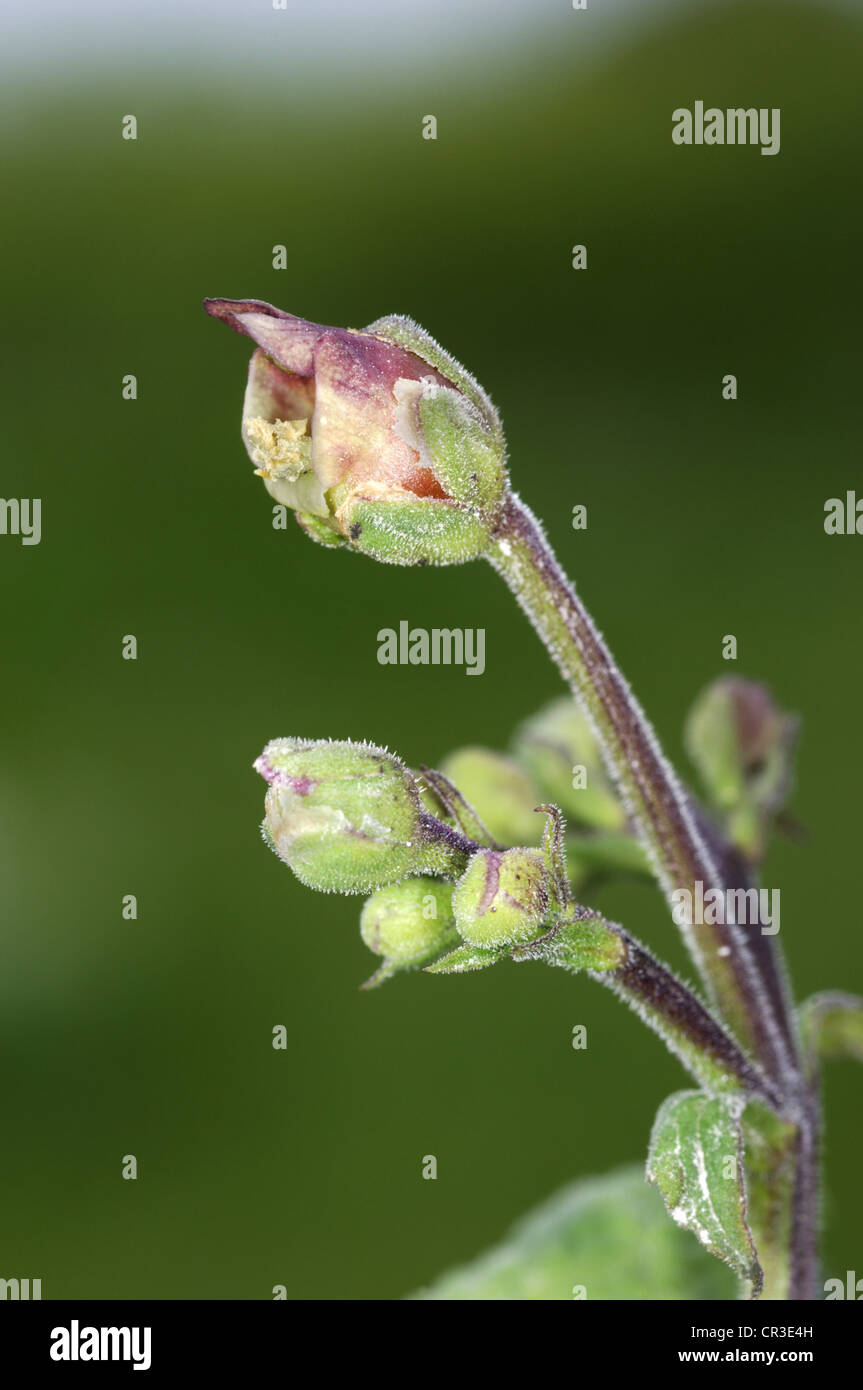 Balm leaved figwort hi-res stock photography and images - Alamy