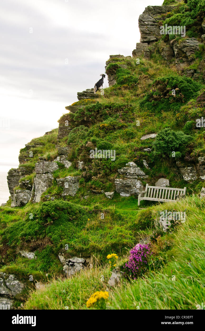 Lynton & Lynmouth,Lynemouth Bay,Valley of the Rocks,North Walk Coastal Path Castle Rock,Exmoore Ponies,Goats,Countryside,Devon Stock Photo