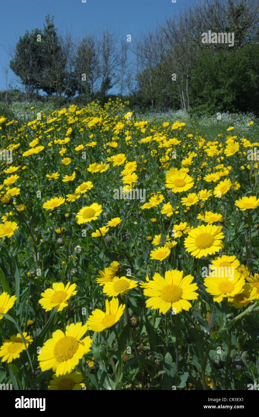 CORN MARIGOLD Chrysanthemum segetum (Asteraceae) Stock Photo