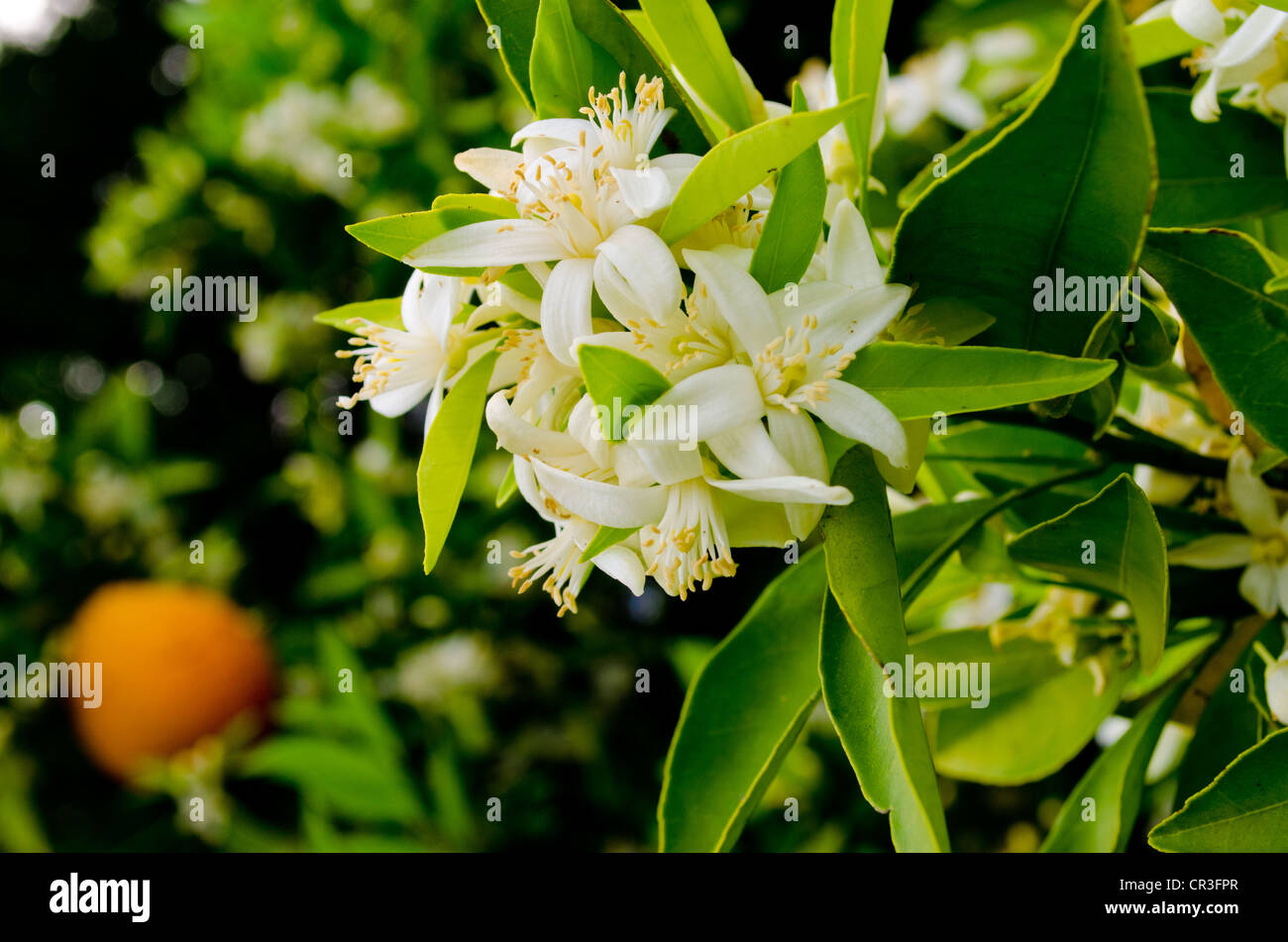 Navel orange blossoms Stock Photo Alamy