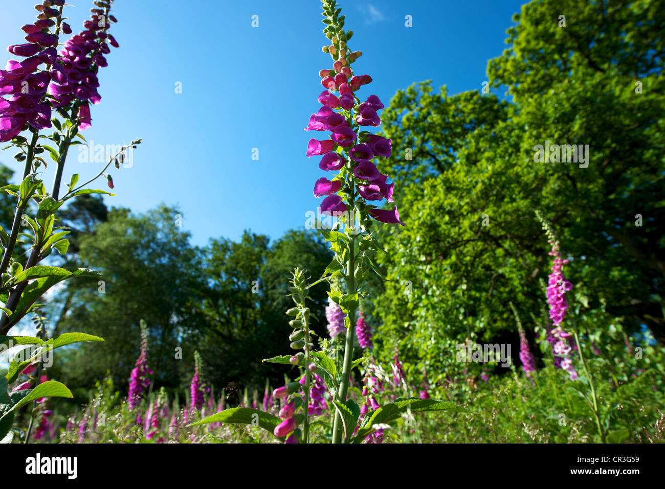 Foxglove Digitalis Purpurea and heather in a wild meadow on Reigate ...