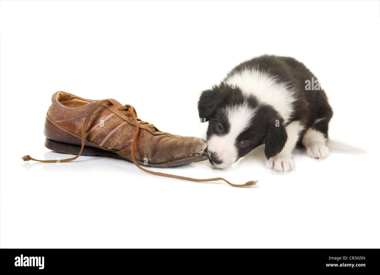 border collie shoes