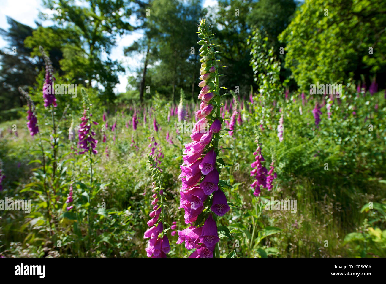 Foxglove Digitalis Purpurea and heather in a wild meadow on Reigate ...