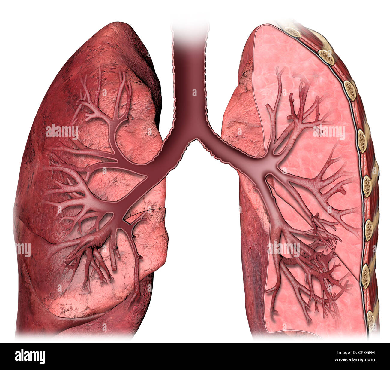hilum of lung