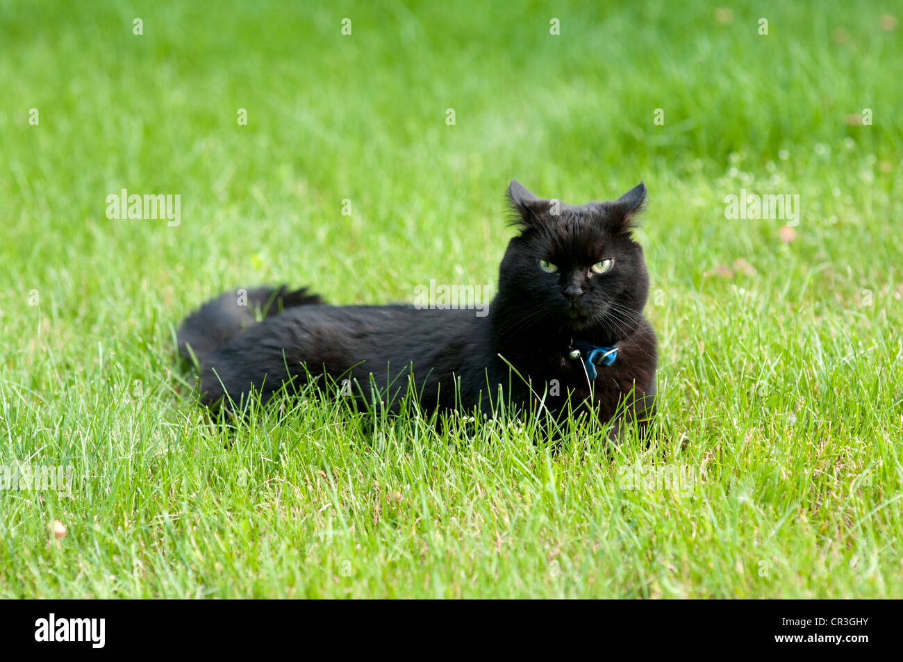 Black cat hunting hi-res stock photography and images - Alamy