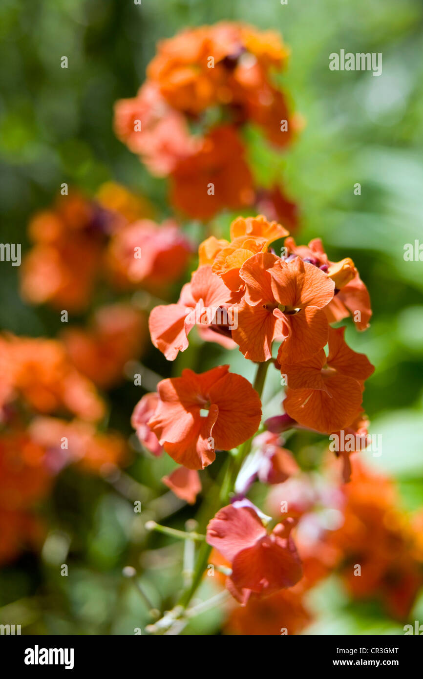 Erysimum Apricot delight an orange perennial wallflower with an apricot scent. Stock Photo