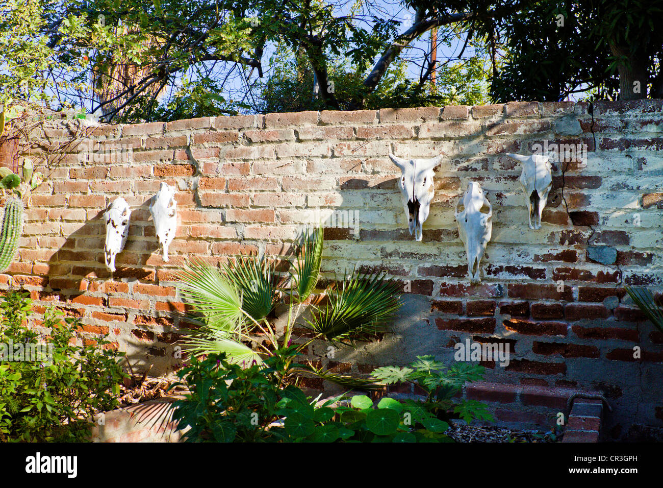 Steer skulls on brick wall in 'Todos Santos' Baja Mexico Stock Photo