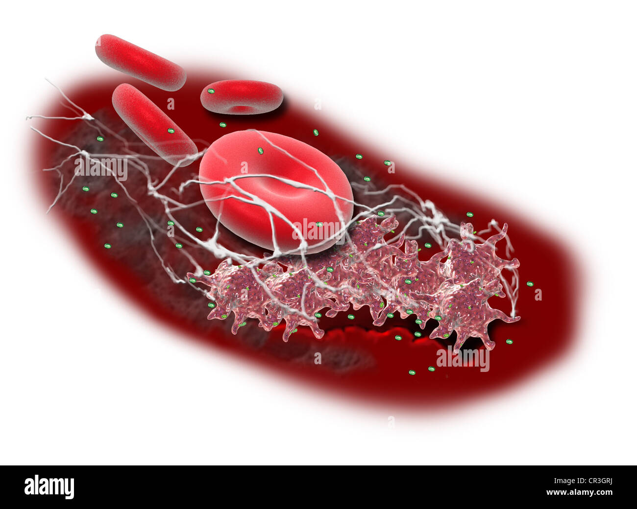 Blood Clotting Formation Stock Photo