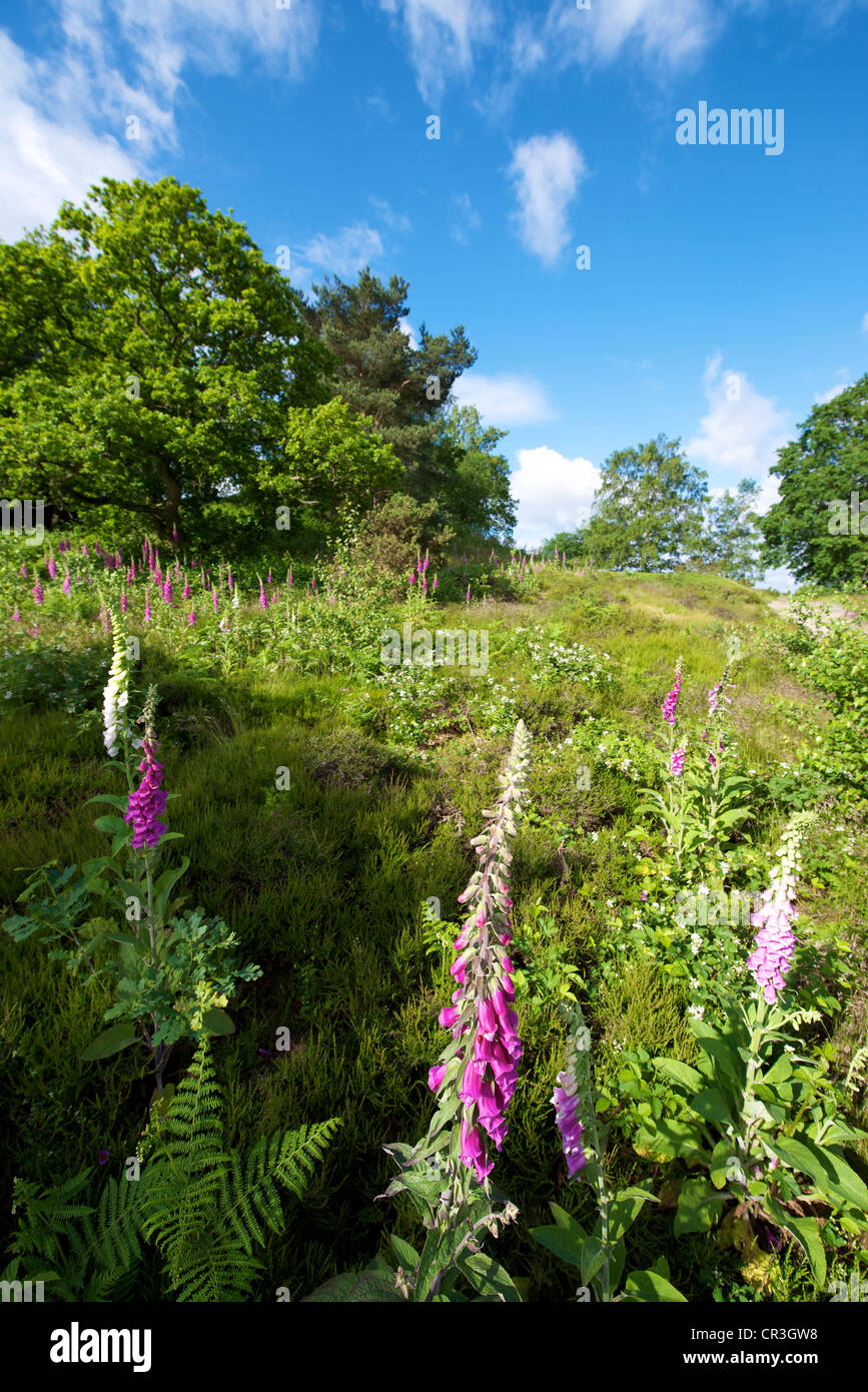 Foxglove Digitalis Purpurea and heather in a wild meadow on Reigate ...