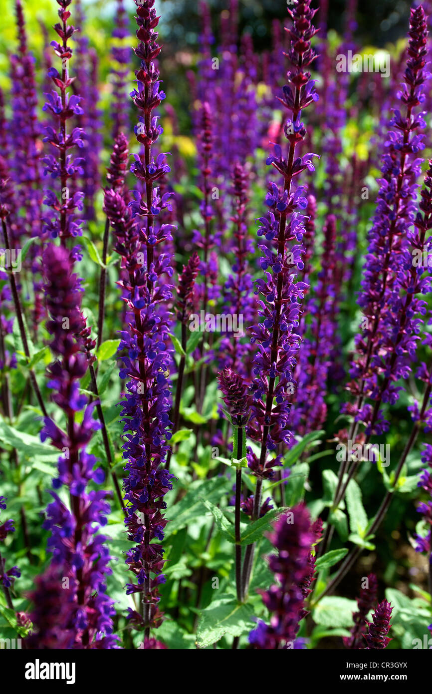 Close-up of mauve flowering Salvia Nemorosa 