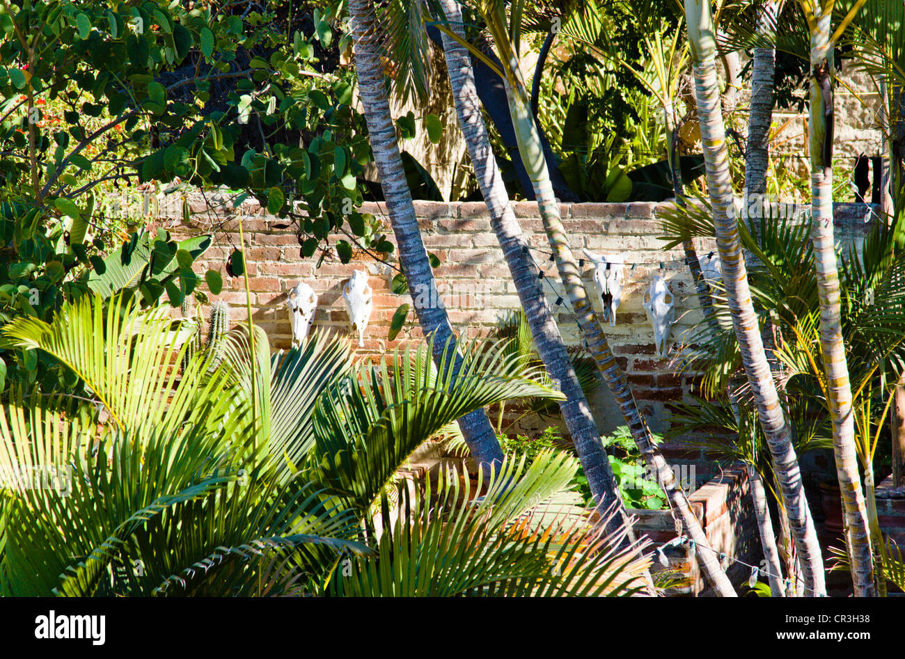 Steer skulls hanging on brick wall in lush garden in 'Todos Santos' Baja Mexico Stock Photo
