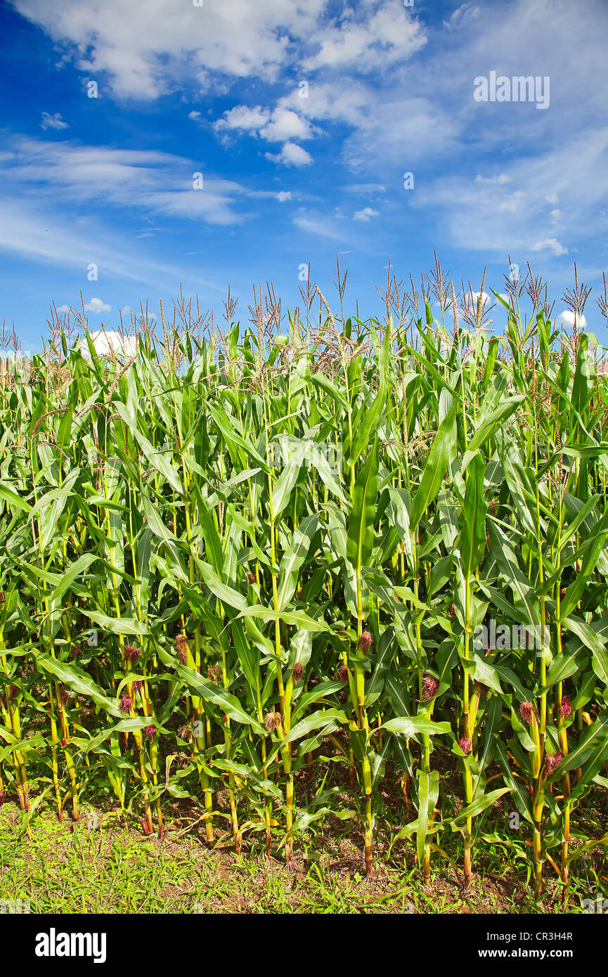 Corn field under blue sky with some fluffy clouds Stock Photo - Alamy