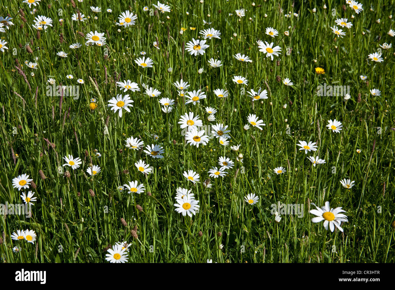 Wild flower meadow, Hattingley, Hampshire, England, United Kingdom
